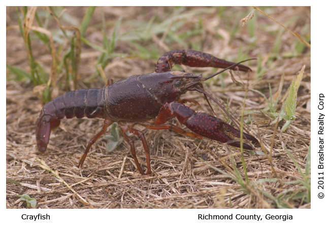 Crayfish crawfish vs Which is